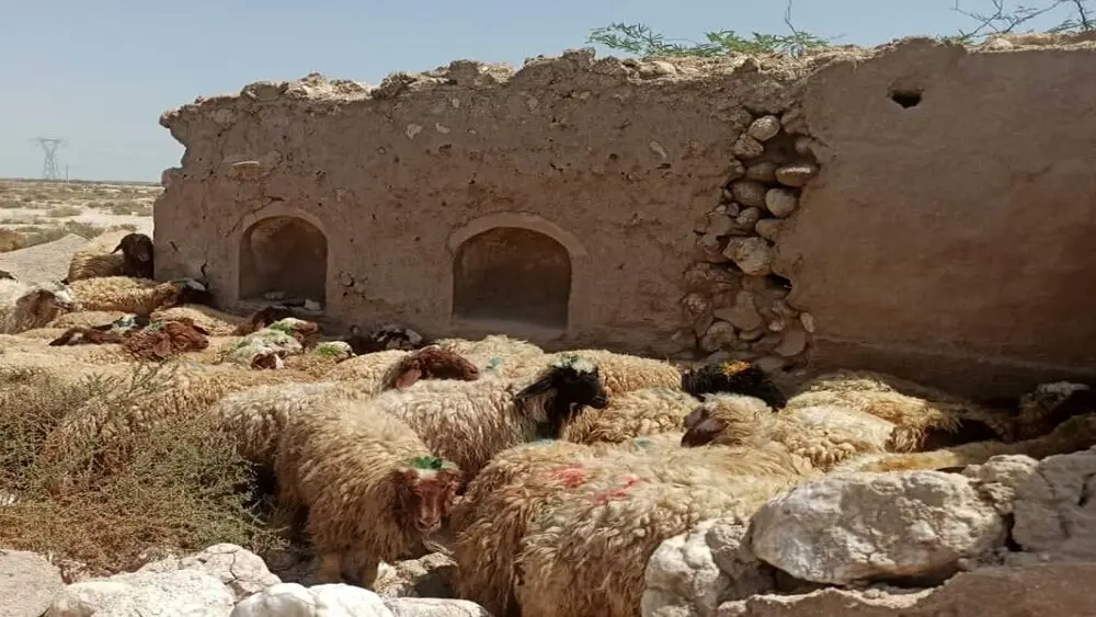 قیمت دام زنده امروز شنبه ۱۰ شهریور ۱۴۰۳ اعلام شد/ قیمتها اوج گرفت + جزییات تغییر قیمت