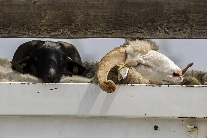 جدیدترین قیمت دام زنده اعلام شد | امروز ۲۳ خرداد ۱۴۰۵