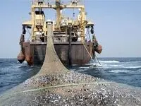 رئیس جمهور  مخالف صددرصد صید ترال است/باز هم پای  سازمان شیلات درمیان است!/مطرح شدن صید ترال در آبهای خلیج فارس برخلاف دستورقاطع رئیس جمهور