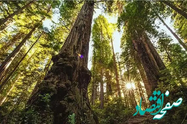 ماجرای جابجایی درختان در پروژه تقاطع غیرهمسطح بزرگراه بسیج - محلاتی چیست؟