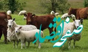 قیمت دام زنده امروز سه شنبه ۲۸ اسفند ۱۴۰۳ + جدول قیمت