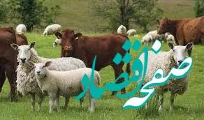 قیمت دام زنده امروز سه شنبه ۲۸ اسفند ۱۴۰۳ + جدول قیمت