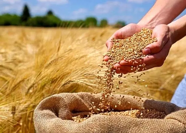 برداشت گندم در این استان رسما آغاز شد