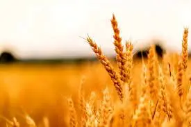 نرخ ۲۰ هزار تومانی برای سال زراعی آینده مصوب می‌شود؟| لزوم حمایت دولت از کشاورزان برای آغاز کشت بعدی