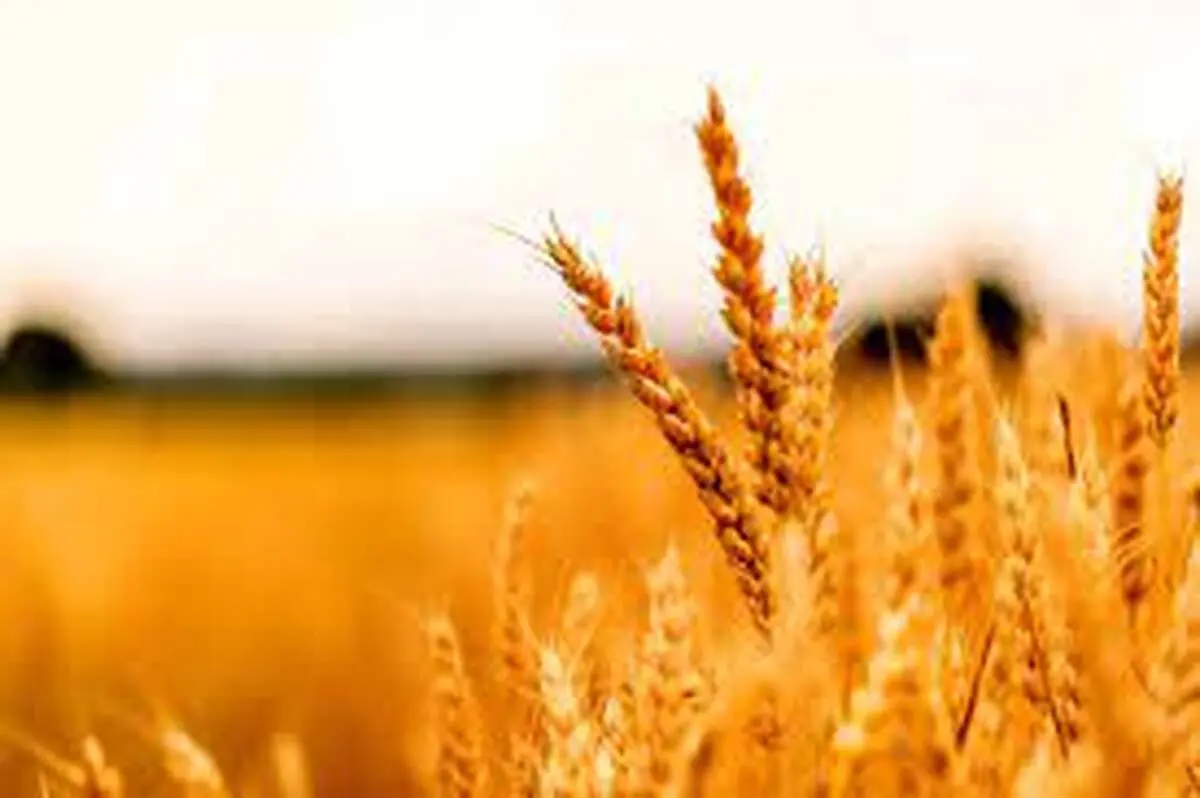 نرخ ۲۰ هزار تومانی برای سال زراعی آینده مصوب می‌شود؟| لزوم حمایت دولت از کشاورزان برای آغاز کشت بعدی