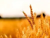 نرخ ۲۰ هزار تومانی برای سال زراعی آینده مصوب می‌شود؟| لزوم حمایت دولت از کشاورزان برای آغاز کشت بعدی