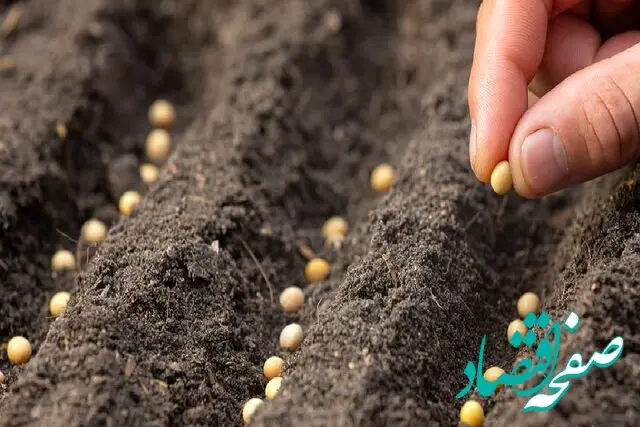 بذر ایرانی برتر در جهاد در میان ۲۰ گونه اول