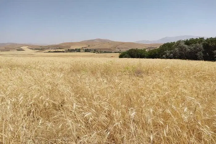 آخرین خبر از اجرای قانون خرید تضمینی گندم در دولت سیزدهم امروز ۱۸ شهریور ۱۴۰۲ 