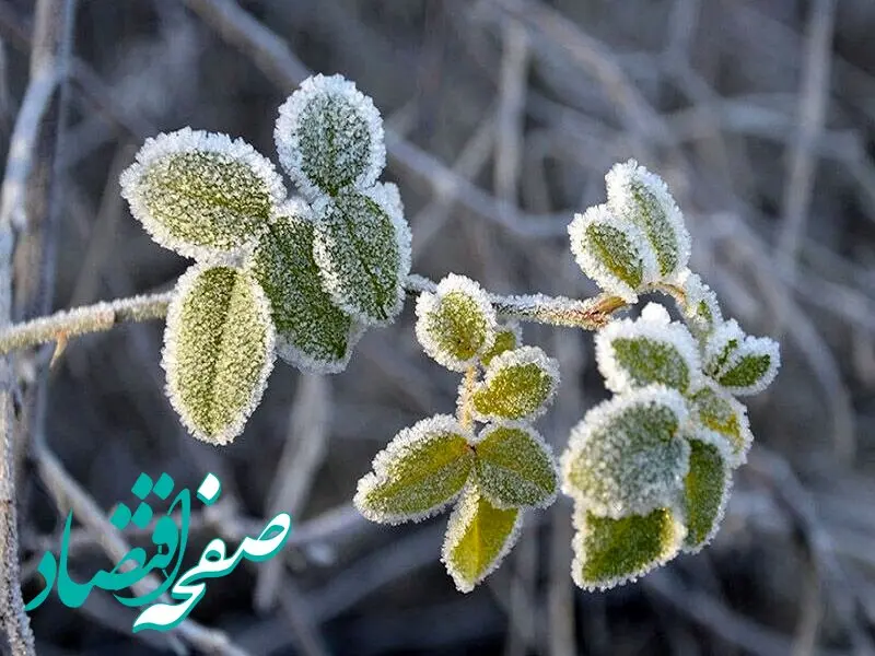 هواشناسی کرمان  ۲۴ ساعت آینده | پیش بینی وضعیت آب و هوا کرمان فردا دوشنبه ۱۹ آذر ماه ۱۴۰۳ 
