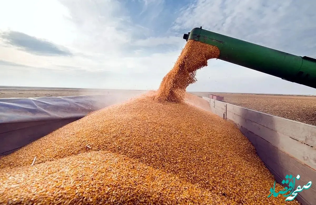 یک خبر خوش عارف برای گندمکاران؛ بیش از ۸۵ درصد بدهی دولت در مرحله پرداخت است + ویدئو
