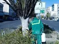 تهرانی‌ ها این هشدار را بخوانند ؛ از لمس این نوع درختان خودداری کنند