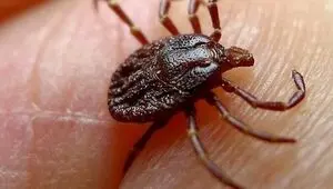 اولین بیمار مبتلا به تب کریمه گنکو در کدام استان شناسایی شد؟