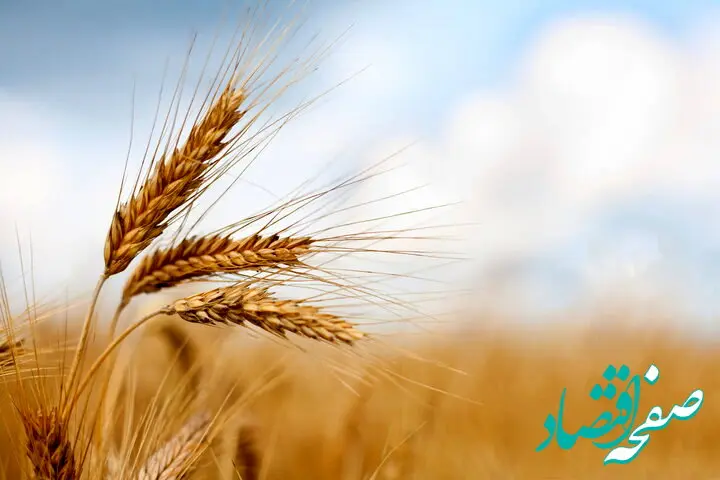 آخرین خبر از خرید تضمینی گندم امروز دوشنبه ۲ تیر ماه ۱۴۰۴ / گندمکاران بخوانند