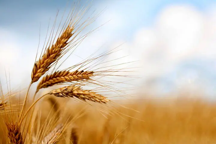 آخرین خبر از خرید تضمینی گندم امروز دوشنبه ۲ تیر ماه ۱۴۰۴ / گندمکاران بخوانند