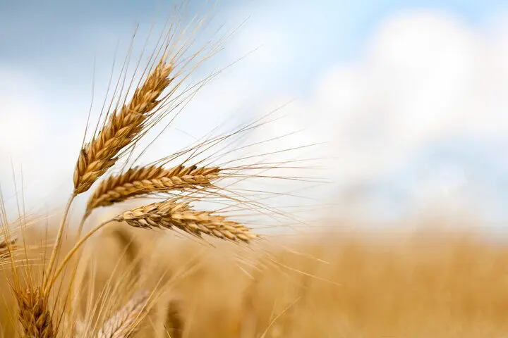 آخرین خبر از خرید تضمینی گندم امروز دوشنبه ۲ تیر ماه ۱۴۰۴ / گندمکاران بخوانند