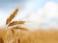 آخرین خبر از خرید تضمینی گندم امروز دوشنبه ۲ تیر ماه ۱۴۰۴ / گندمکاران بخوانند