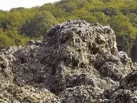 استرالیا بدون سوخت زیر زباله دفن خواهد شد
