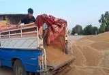 آخرین خبر از خرید تضمینی گندم و پرداخت مطالبات گندمکاران امروز جمعه ۱۵ خرداد ۱۴۰۵