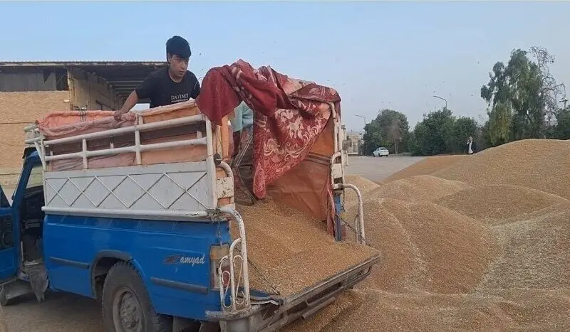 آخرین خبر از خرید تضمینی گندم و پرداخت مطالبات گندمکاران امروز جمعه ۱۵ خرداد ۱۴۰۵