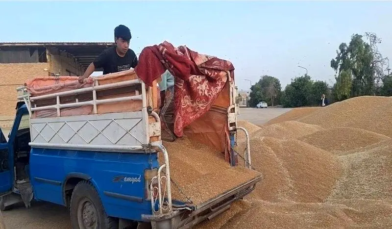 آخرین خبر از خرید تضمینی گندم و پرداخت مطالبات گندمکاران امروز جمعه ۱۵ خرداد ۱۴۰۵