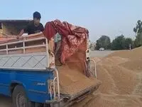 آخرین خبر از خرید تضمینی گندم و پرداخت مطالبات گندمکاران امروز جمعه ۱۵ خرداد ۱۴۰۵