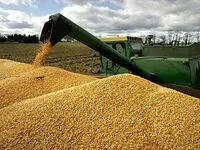 تازه ترین خبر از قیمت خرید تضمینی گندم برای سال ۱۴۰۴ | کشاورزان حتما بخوانند