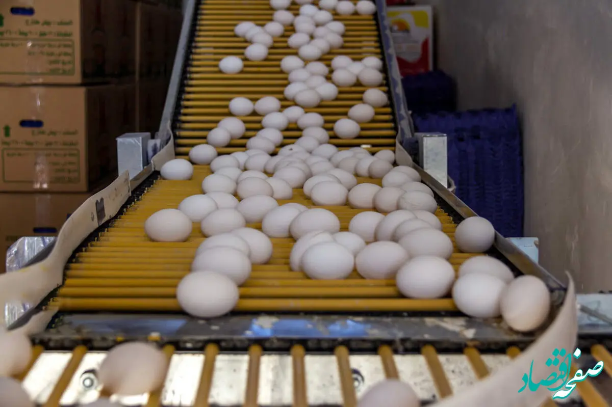 قیمت تخم مرغ در سال ۱۴۰۳ افزایش می یابد؟ 