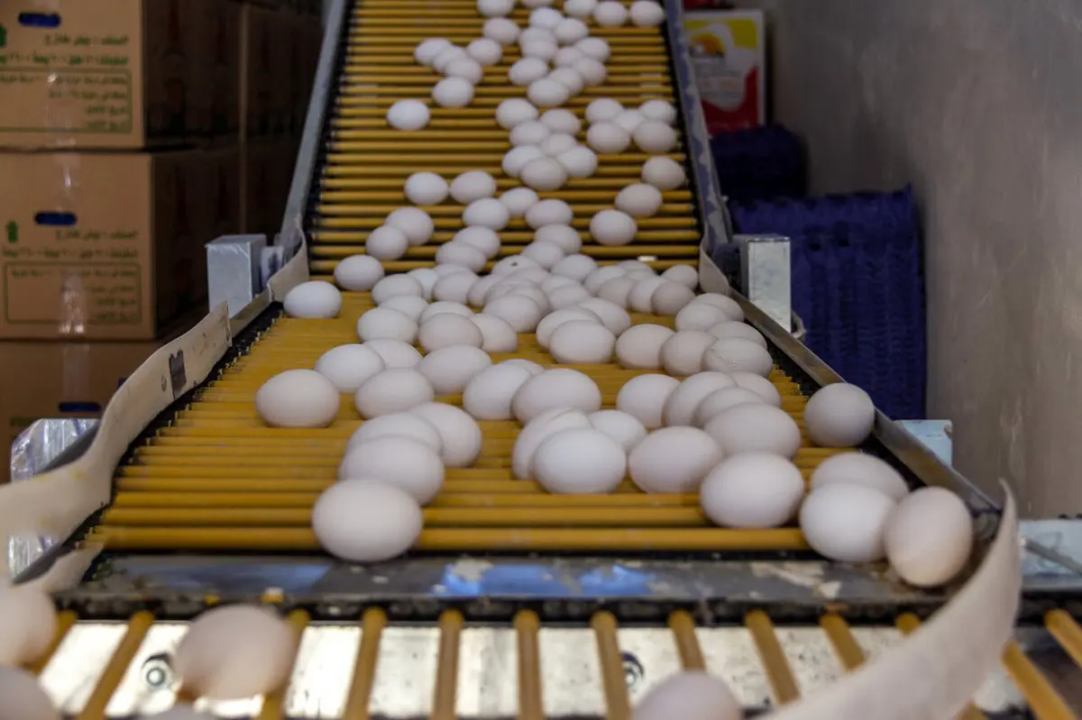 قیمت تخم مرغ در سال ۱۴۰۳ افزایش می یابد؟ 
