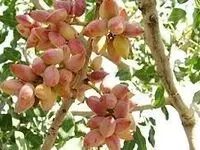 صادرات پسته ایران در فروردین ماه چند درصد افزایش پیدا کرد؟ 