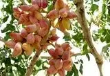 صادرات پسته ایران در فروردین ماه چند درصد افزایش پیدا کرد؟ 