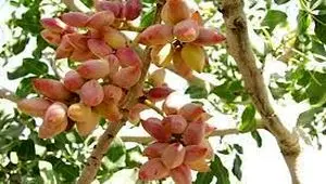 صادرات پسته ایران در فروردین ماه چند درصد افزایش پیدا کرد؟ 