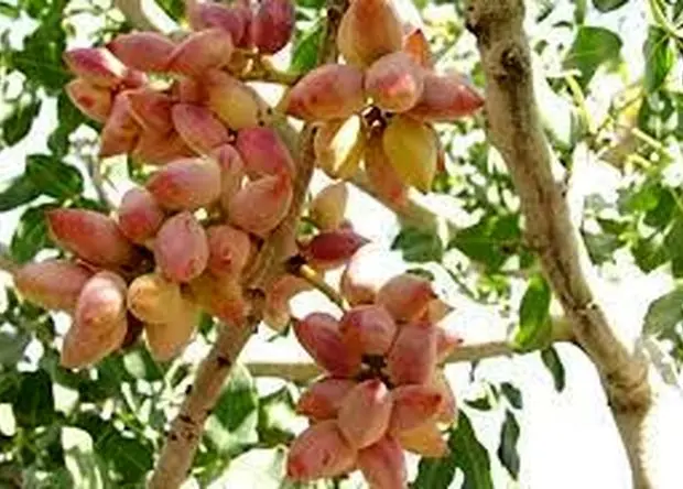 صادرات پسته ایران در فروردین ماه چند درصد افزایش پیدا کرد؟ 