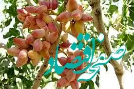 صادرات پسته ایران در فروردین ماه چند درصد افزایش پیدا کرد؟ 