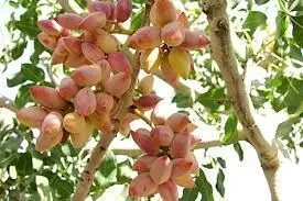 صادرات پسته ایران در فروردین ماه چند درصد افزایش پیدا کرد؟ 