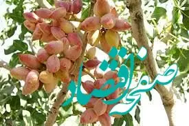 صادرات پسته ایران در فروردین ماه چند درصد افزایش پیدا کرد؟ 