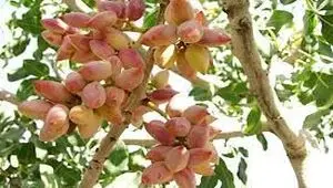صادرات پسته ایران در فروردین ماه چند درصد افزایش پیدا کرد؟ 