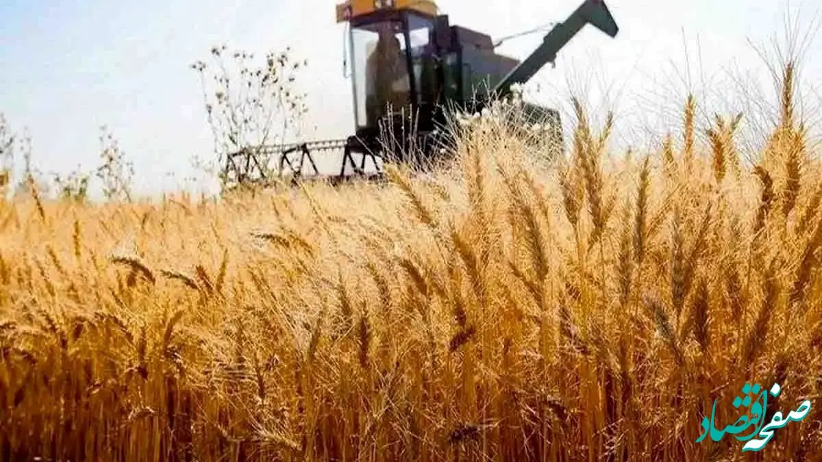 نرخ خرید تضمینی گندم بالا رفت | هر کیلوگرم گندم ۲۹۵۰۰ تومان شد
