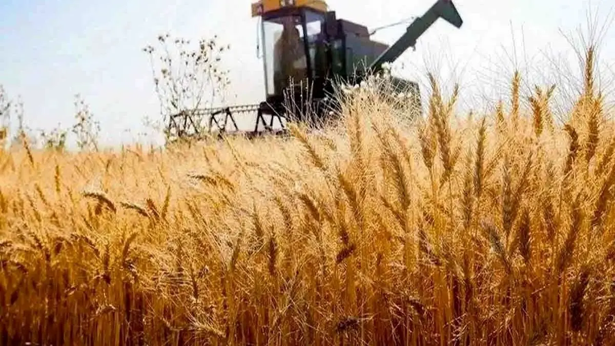 نرخ خرید تضمینی گندم بالا رفت | هر کیلوگرم گندم ۲۹۵۰۰ تومان شد