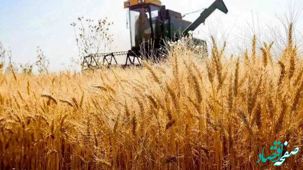 نرخ خرید تضمینی گندم بالا رفت | هر کیلوگرم گندم ۲۹۵۰۰ تومان شد