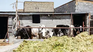 وزارت جهاد کشاورزی و فروپاشی آرام صنعت دام