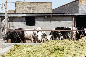 وزارت جهاد کشاورزی و فروپاشی آرام صنعت دام