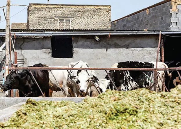 وزارت جهاد کشاورزی و فروپاشی آرام صنعت دام