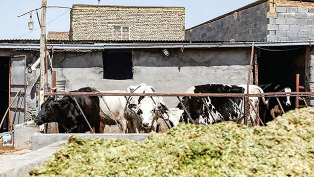 وزارت جهاد کشاورزی و فروپاشی آرام صنعت دام