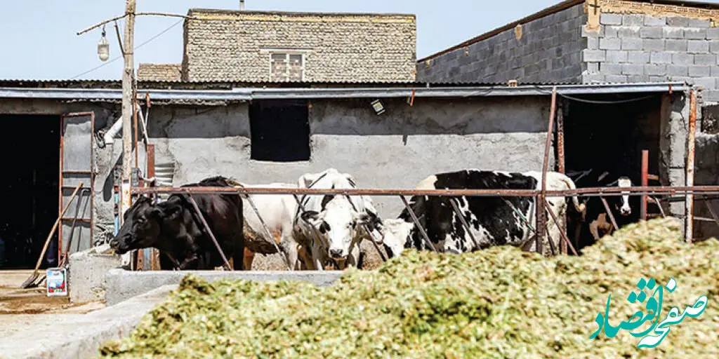 وزارت جهاد کشاورزی و فروپاشی آرام صنعت دام