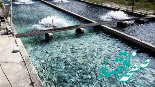 قیمت ماهی در بازار ۱۹ مهر ۱۴۰۴ - تعرفه‌های جدید | فیله ماهی چند؟ 