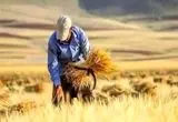 چه میزان از مطالبات گندمکاران پرداخت شد؟ 