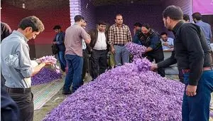 قاچاق طلای سرخ؛ افغانستان چگونه ۴ برابر تولید خود زعفران صادر می‌کند؟