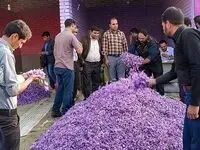 قاچاق طلای سرخ؛ افغانستان چگونه ۴ برابر تولید خود زعفران صادر می‌کند؟