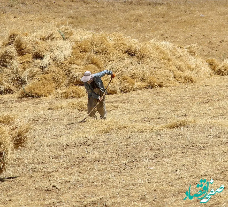 چند درصد برآورد خرید تضمینی گندم در کردستان محقق شد؟ 
