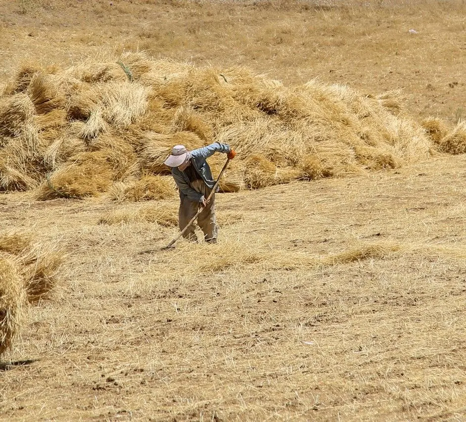 چند درصد برآورد خرید تضمینی گندم در کردستان محقق شد؟ 